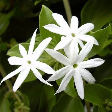Mogra Floral Absolute Oil 1